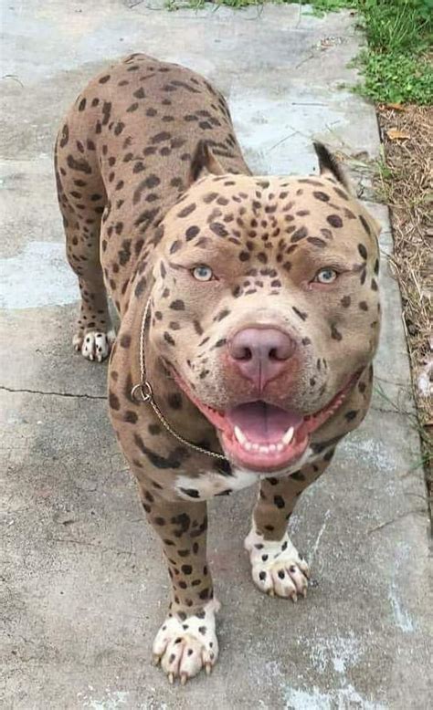 leopard pitbull price.